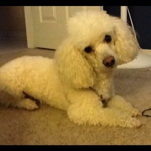 Meet your Posher, Danny